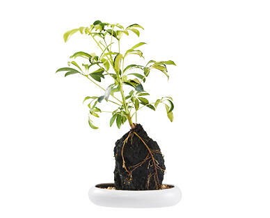 Indoor Desk Plant