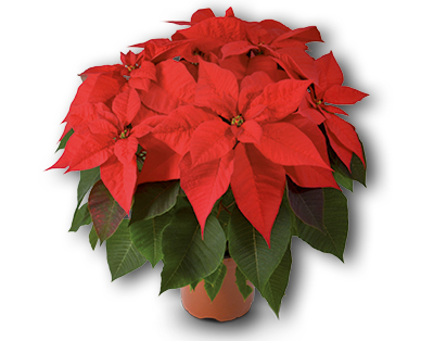 Étoile de Noël