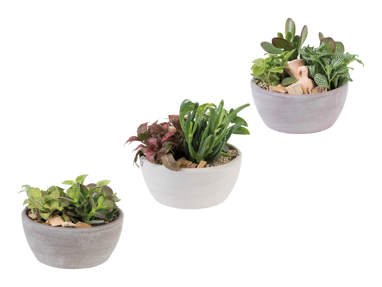 Plante dans une coupe en béton