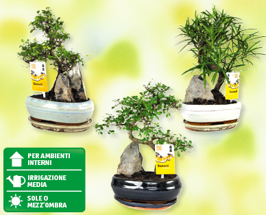 Bonsai assortiti