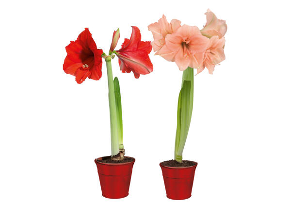 Amaryllis i zinkkruka