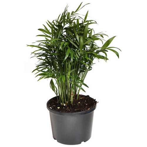 Assorted Indoor Plant