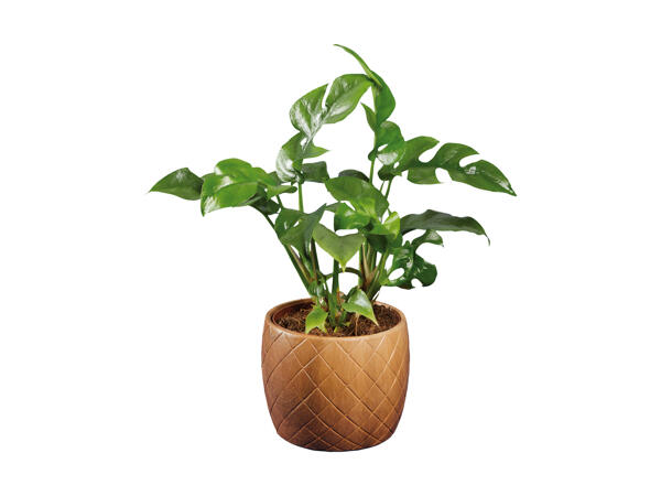 Grøn plante i træskjuler