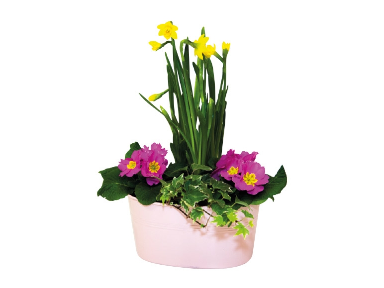 Spring Planter - Lidl - Great Britain - Specials archive