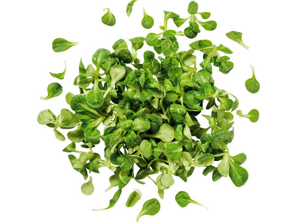 Vogerlsalat