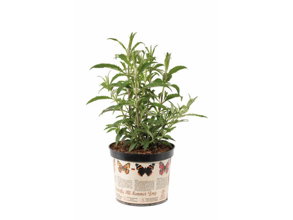 Buddleja Schmetterlingsflieder