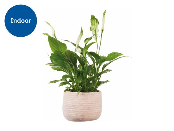 Peace Lily in Ceramic