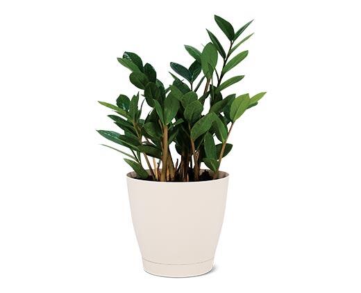 6" ZZ Plant