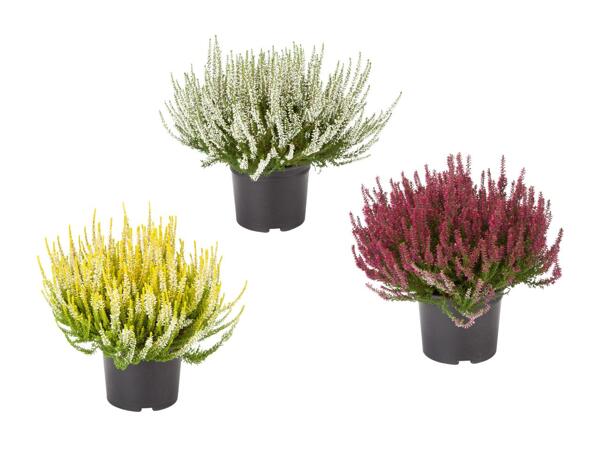 Bruyère (Calluna vulgaris) XL