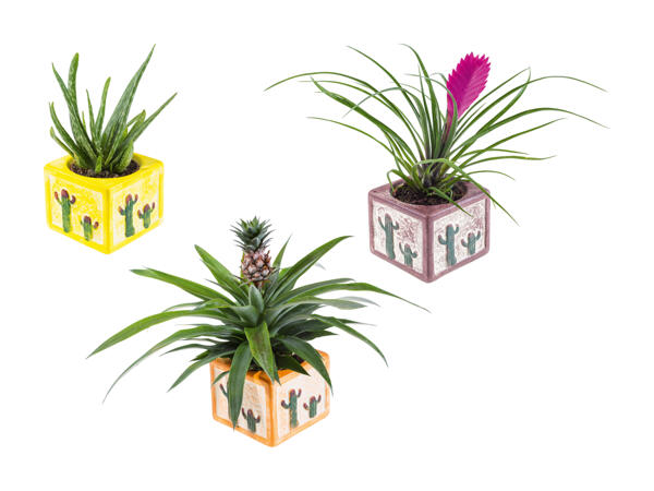 Plantes exotiques dans un pot en céramique de Cancún