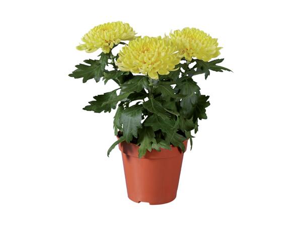 Zembla Chrysanthemum