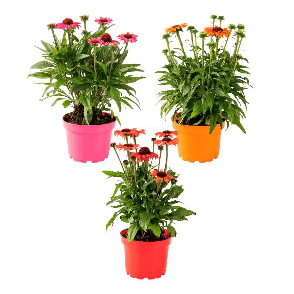 Echinacea