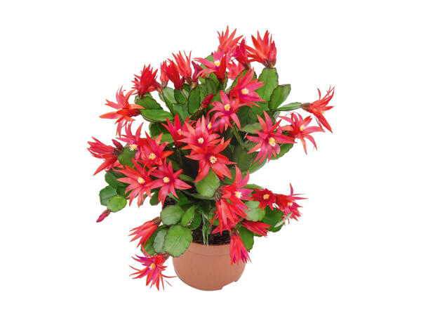 Easter Cactus