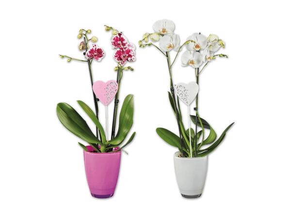 Orchidee im Glasübertopf mit Stecker