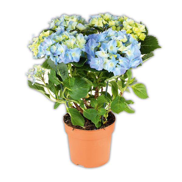 Premium Hortensie