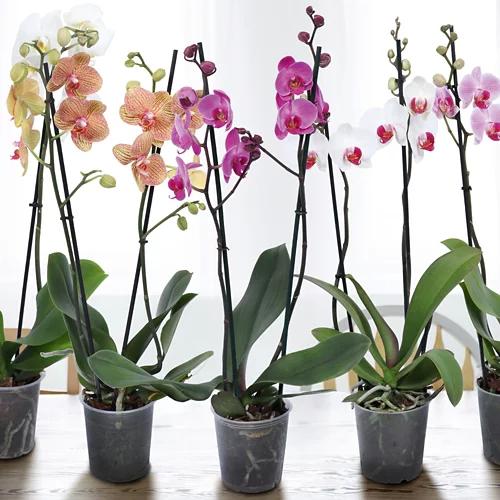 Orchidee
