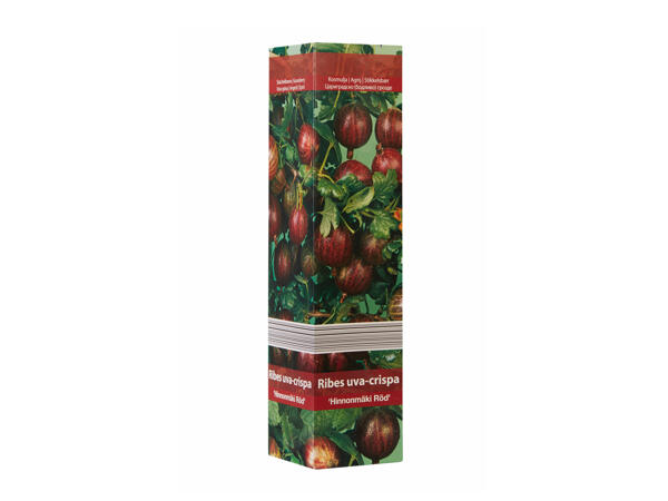 Berry Shrubs