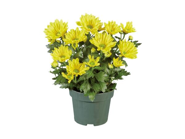 Pot Mum