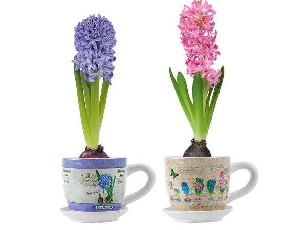 Hyazinthen in Tasse mit Untertasse