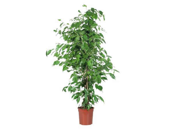Assortiment de plantes vertes