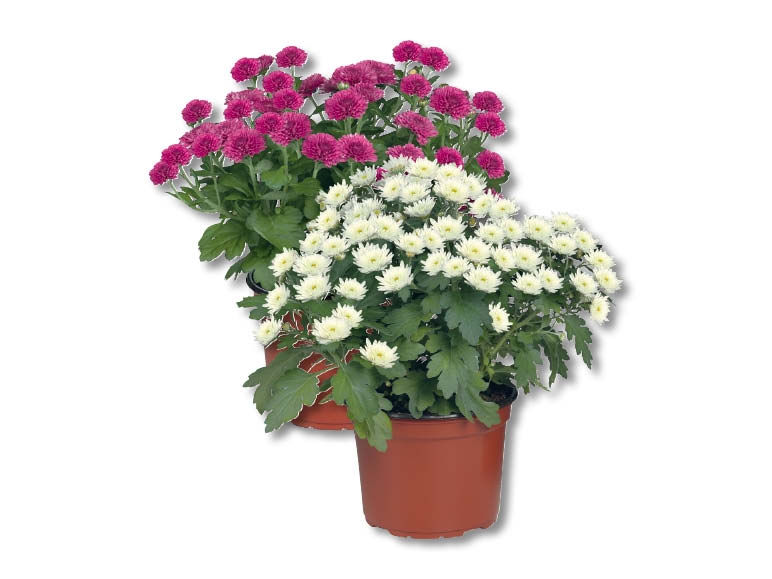 Chrysanthèmes Multiflora, dès 3.9.