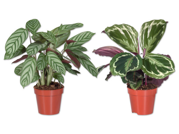 Calathea