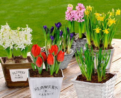 Blumenzwiebeln im Korb