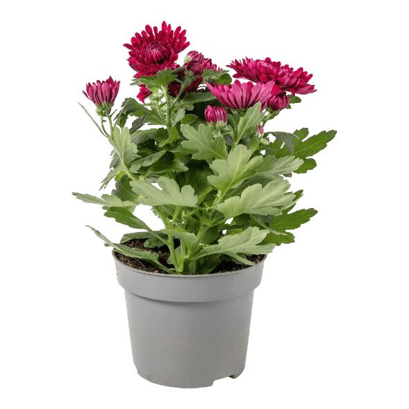 Chrysanthème