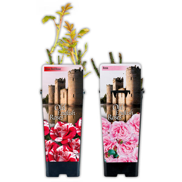 Englische Rosen