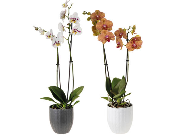 Orchidee
