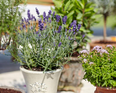 Lavendel