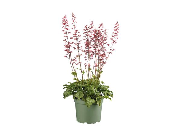 Stor staudeplante