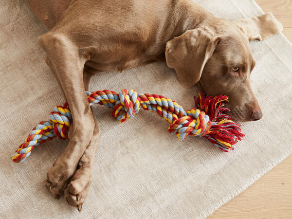 Hundespieltau