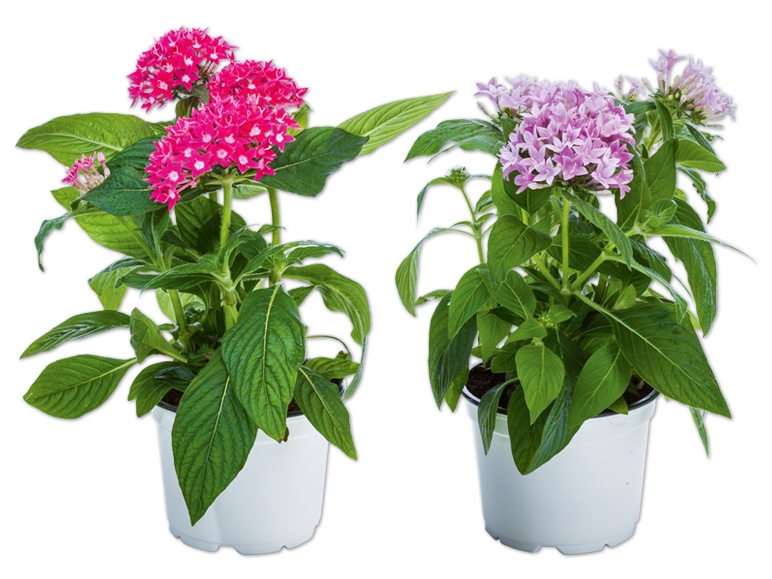 Pentas Lanceolata