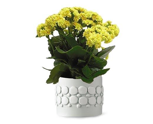 Easter Kalanchoe Assorted Colors