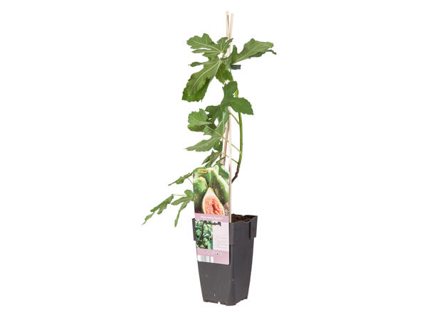 Ficus Carica (Feige) Zierpflanze