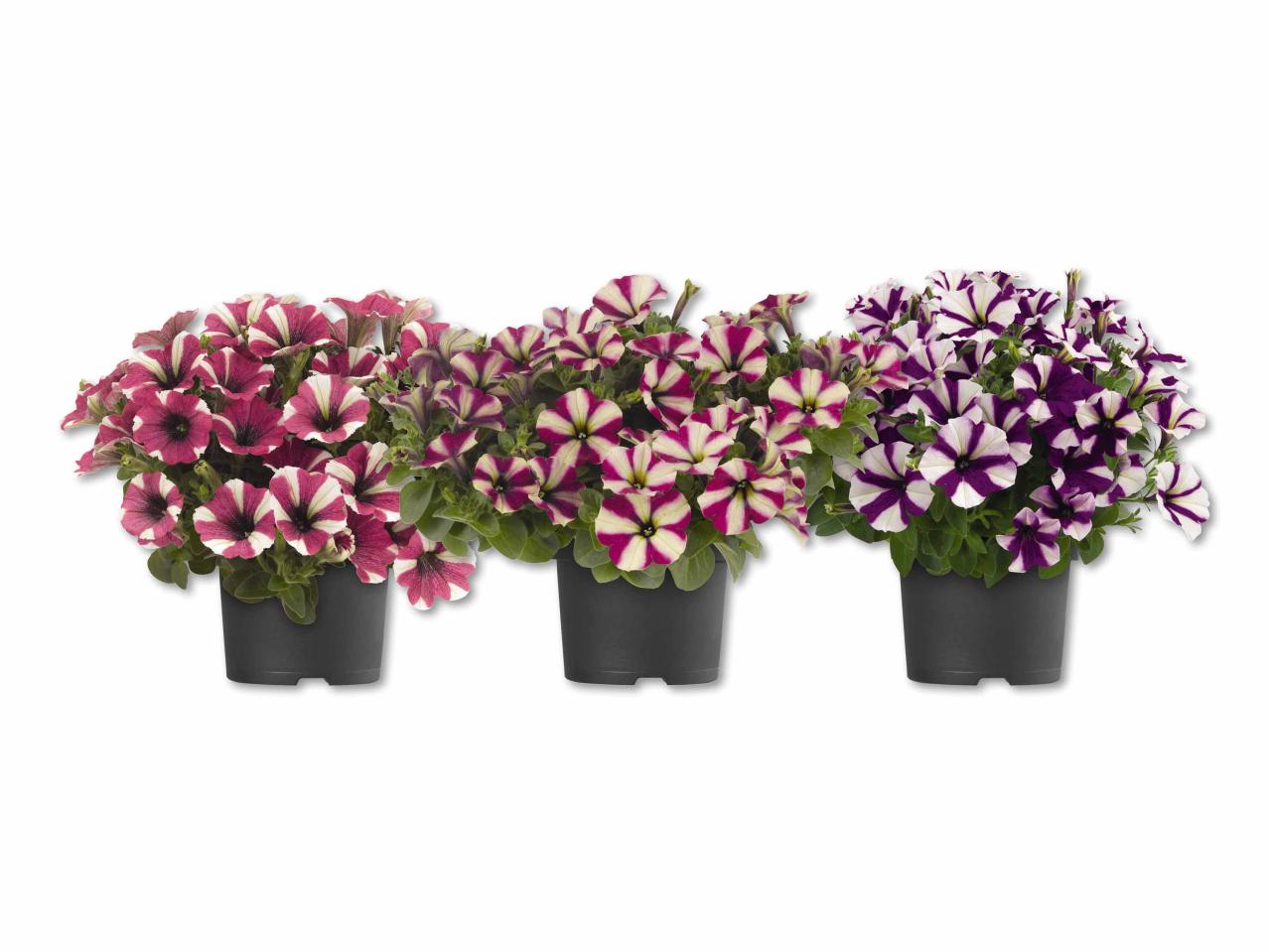 Petunia bicolore