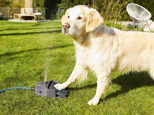 Hunde Wasserfontäne