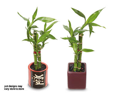 Lucky Bamboo