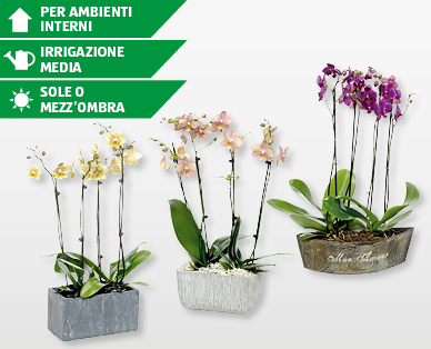 Composizione esclusiva di orchidee
