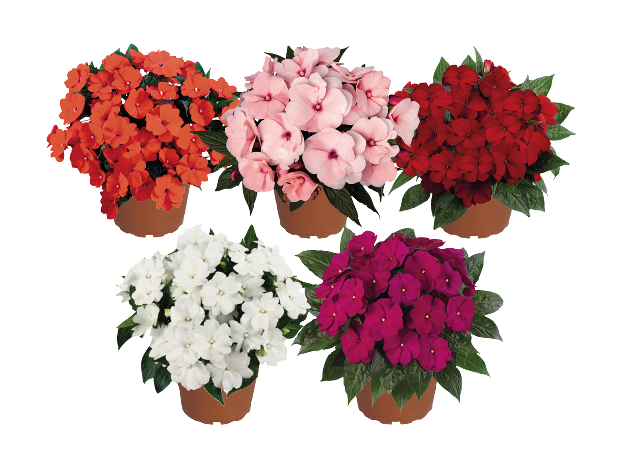 Impatiens