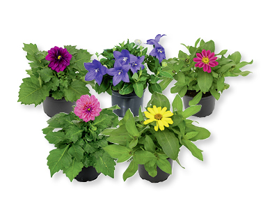 Piante estive da balcone/terrazzo