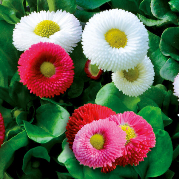 Bellis "Trios"