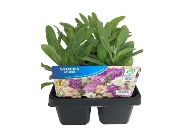 Jumbo Scented Stock