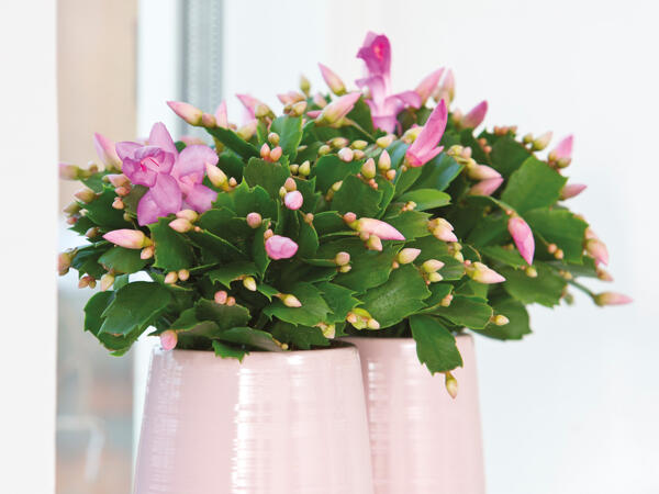 Schlumbergera