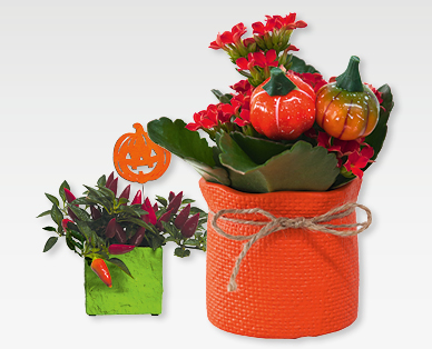 Arrangement Halloween/automnal GARDENLINE(R)