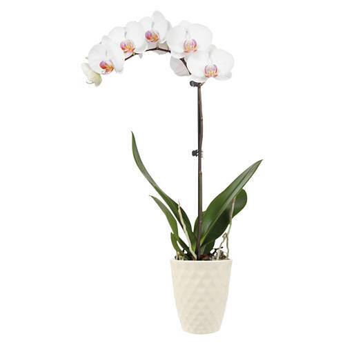 5" Orchid Plant - Assorted Color