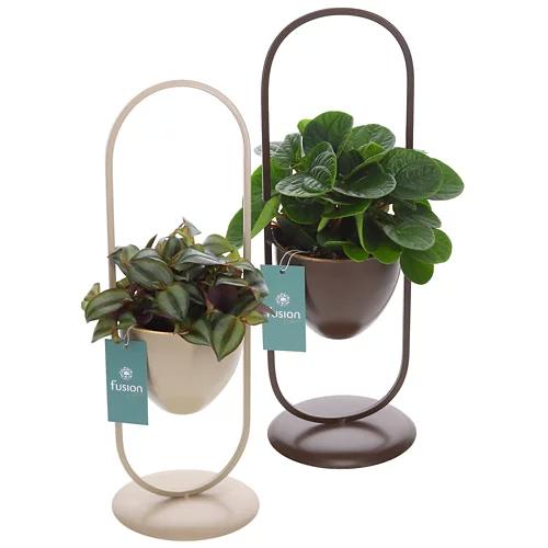 GARDENLINE Piante in cerchio
