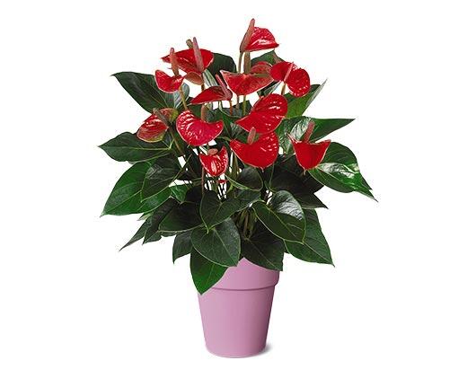 5" Anthurium