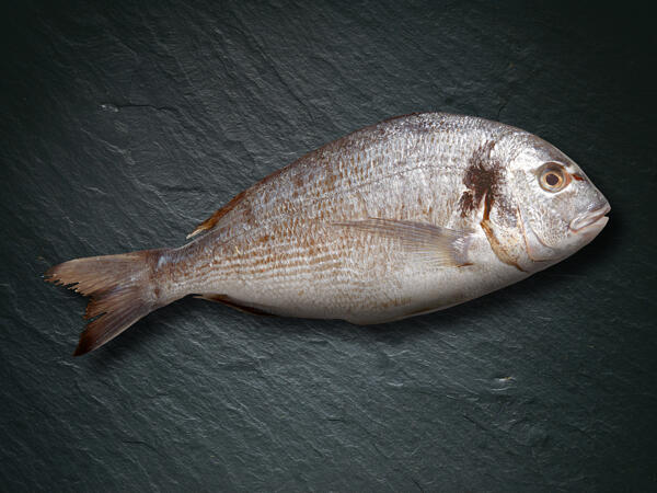 Orata reale ASC